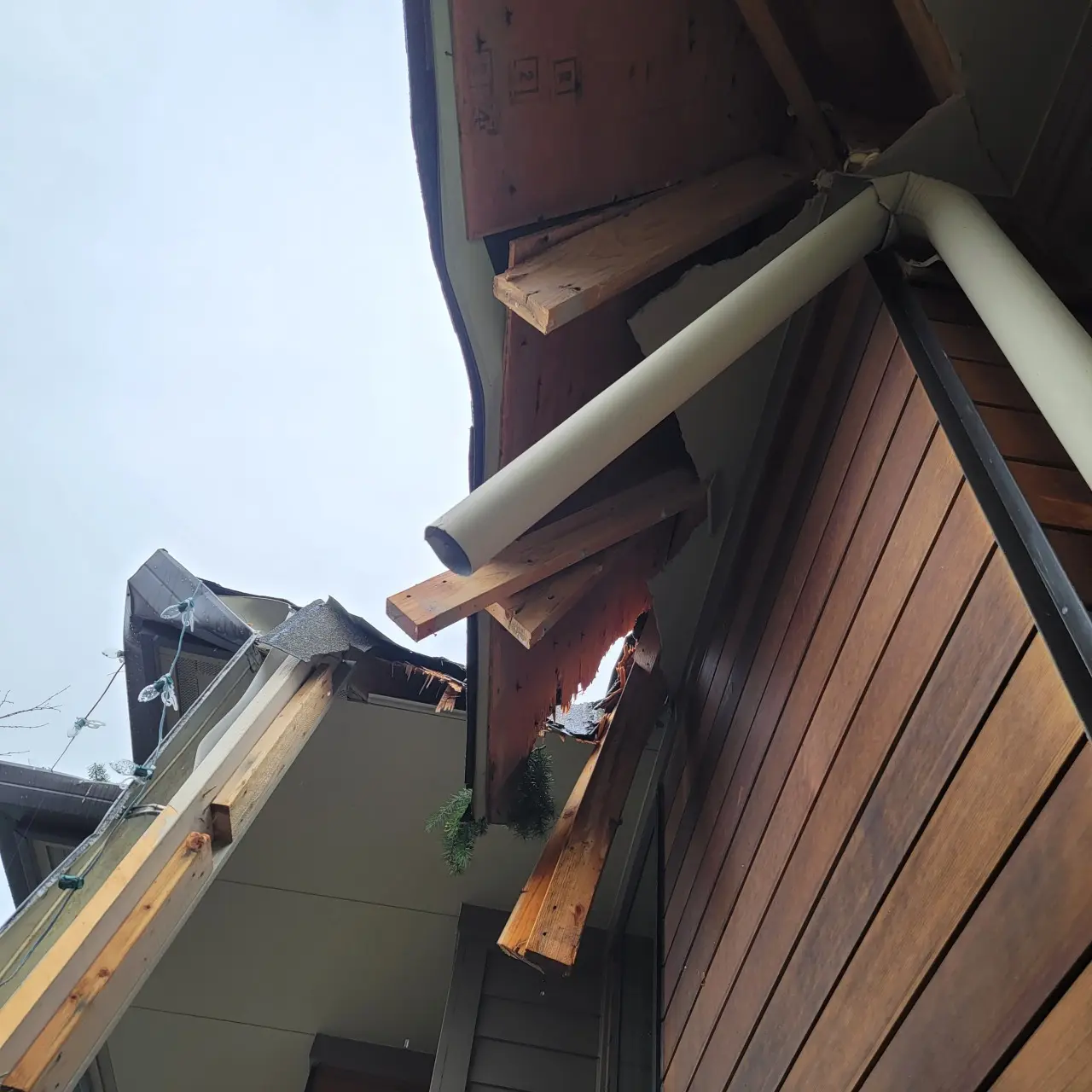 A tree through the roof